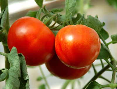 Kewalo Tomato